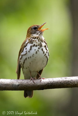 Wood Thrush