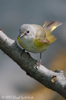 American Redstart