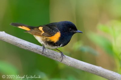 American Redstart