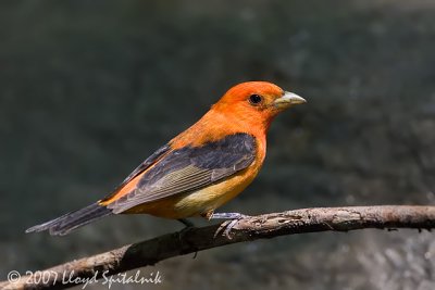 Scarlet Tanager (immature male)