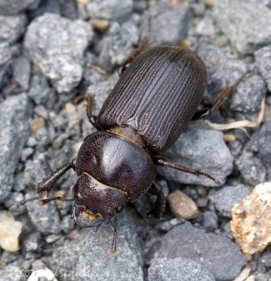 Stag Beetle (Antelope Beetle)