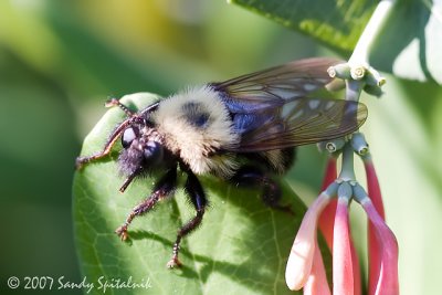 Robber Fly