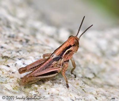 Two-Striped Grasshopper (fourth instar nymph)