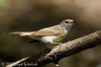 American Redstart