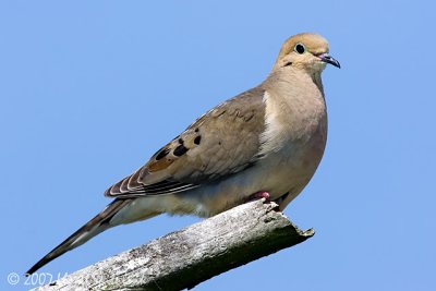 Mourning Dove