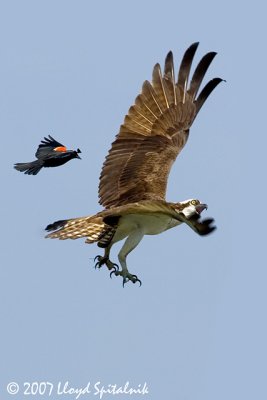 Osprey with Red-winged Blackbird