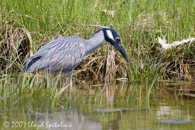 Yellow-crowned Night-Heron