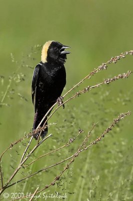 Bobolink