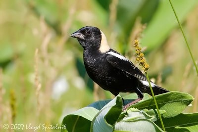 Bobolink