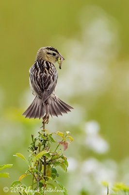 Bobolink