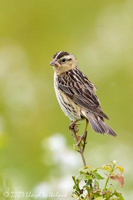 Bobolink (female)