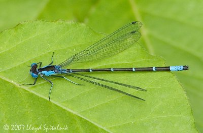 Aurora Damsel (male)