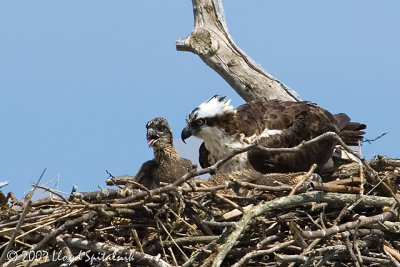 Osprey