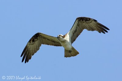 Osprey