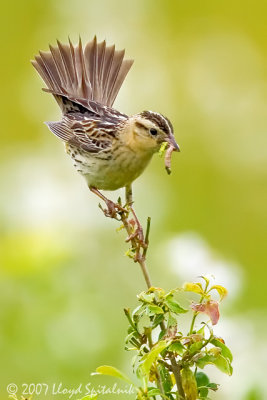 Bobolink (female)