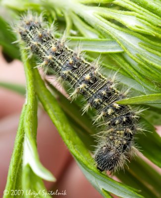 Painted Lady  (caterpillar)