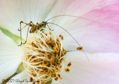 Mediterranean Katydid (nymph)