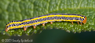 Zebra Caterpillar (Melanchra picta)