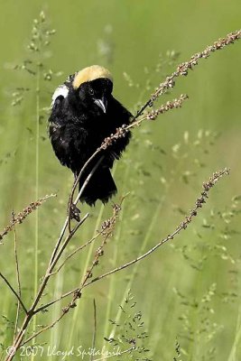 Bobolink