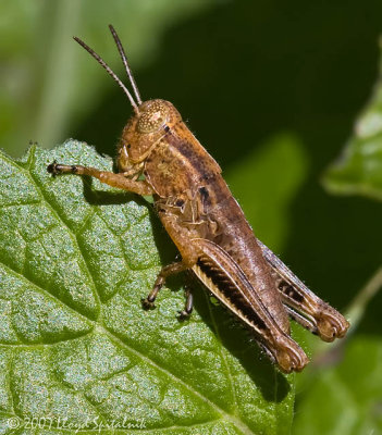 Two-Striped Grasshopper (nymph)
