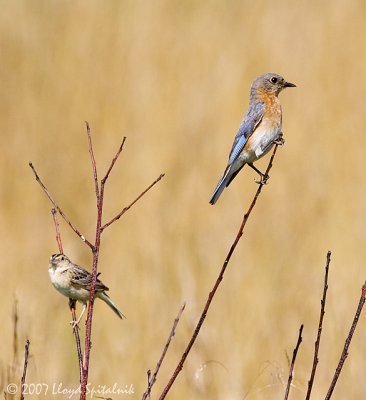 Eastern Bluebird with Grasshopper Sparrow