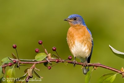 Eastern Bluebird