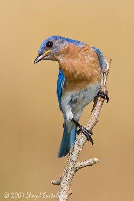 Eastern Bluebird