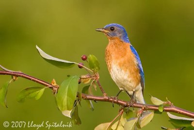 Eastern Bluebird