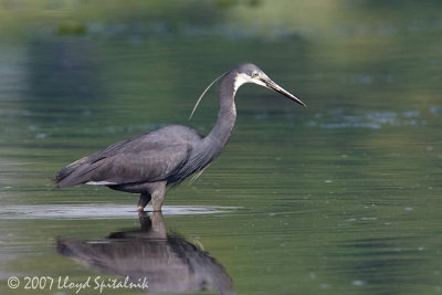 Western Reef-Heron