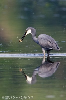 Western Reef-Heron