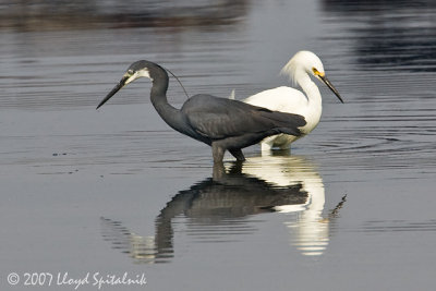 Western Reef-Heron with Snowy Egret