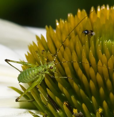 Mediterranean Katydid (nymph)