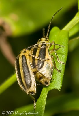 Skeletonizing leaf beetles