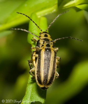 Skeletonizing leaf beetles