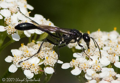 Thread-waisted Wasp