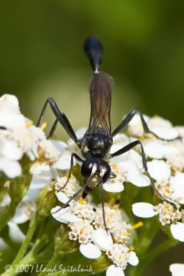 Thread-waisted Wasp