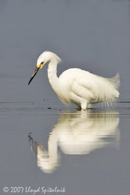 Snowy Egret