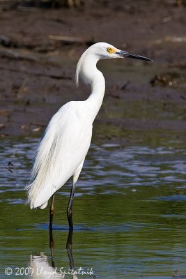 Snowy Egret