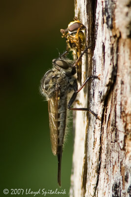 Robber Fly with Syrphid Fly prey