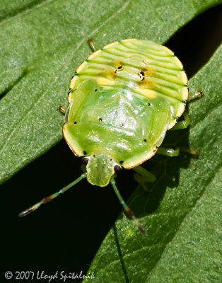 Green Stink Bug