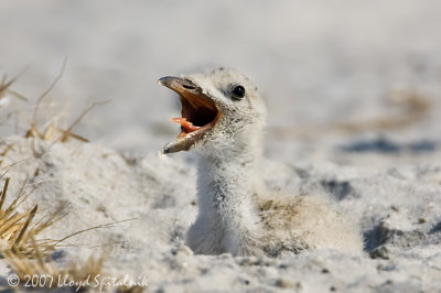 Black Skimmer