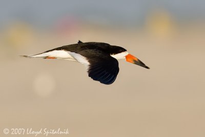 Black Skimmer