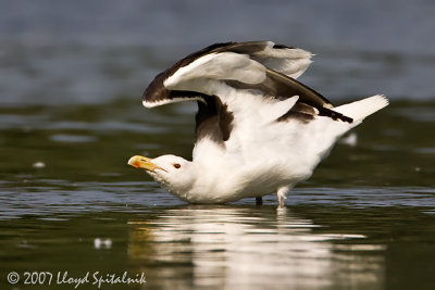 Great Black-backed Gull