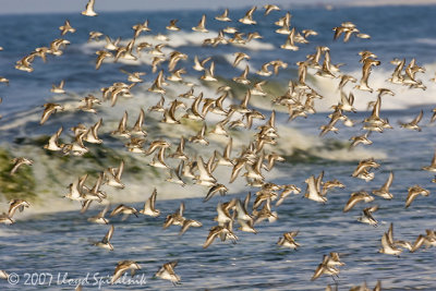 Sanderling