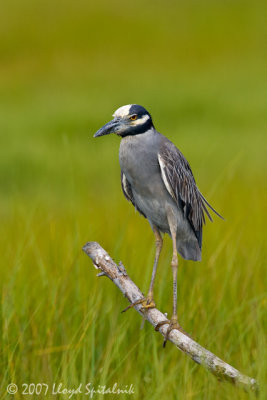 Yellow-crowned Night-Heron