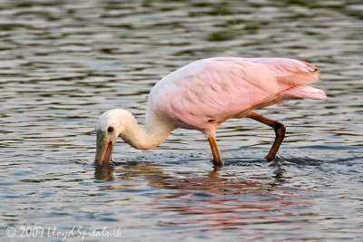 Roseate Spoonbill