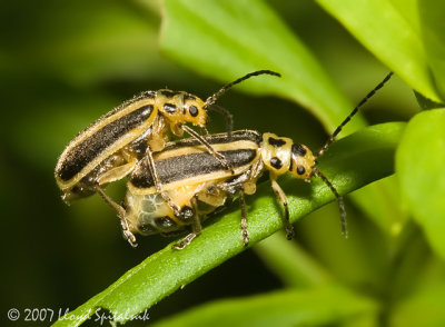 Skeletonizing Leaf Beetles