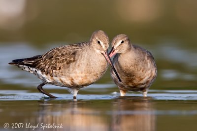 Hudsonian Godwit