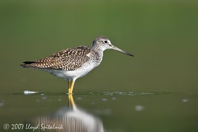 Greater Yellowlegs (juvenile)