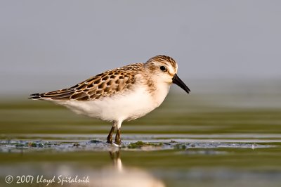 Semipalmated Sandpiper (juvenile)